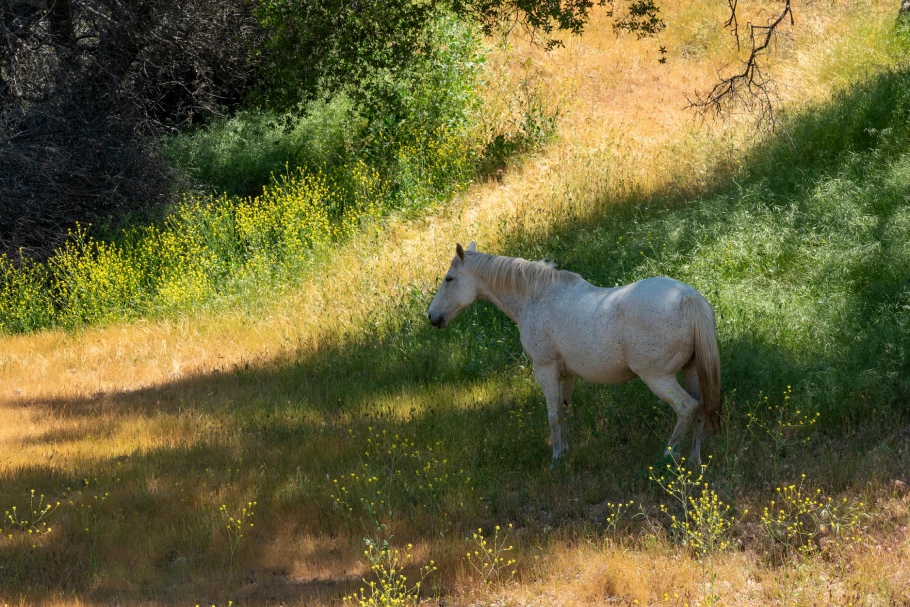 living in bakersfield nature