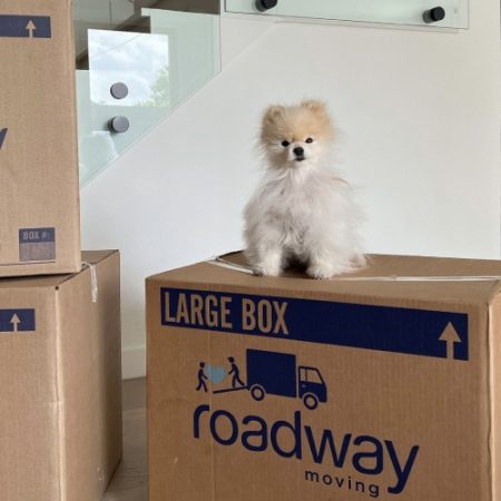 cute-dog-on-roadway-moving-boxes-during-a-move.jpg