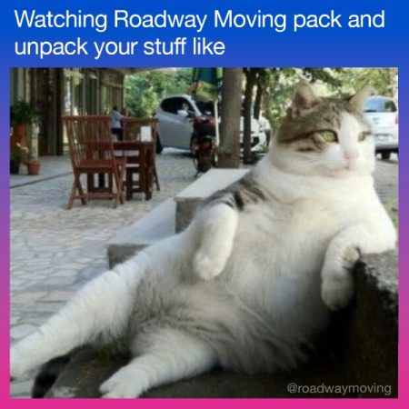 moving-with-pets-meme-2.jpg